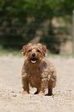 NORFOLK TERRIER 013
